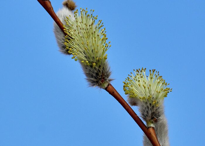 Finland Greeting Card featuring the photograph Willow Catkins #7 by Jouko Lehto