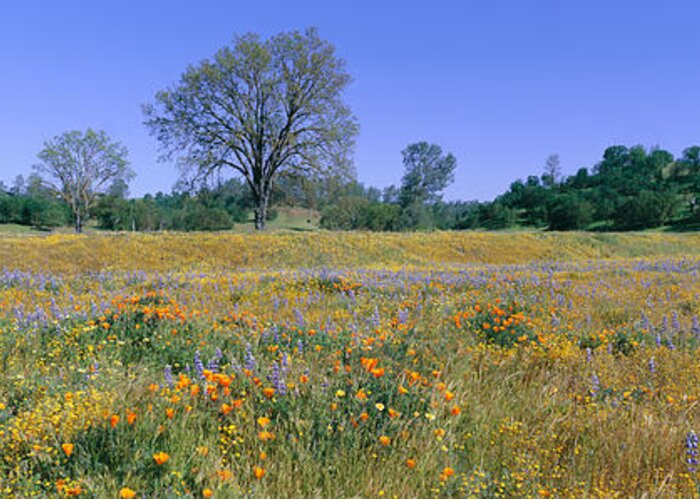 Photography Greeting Card featuring the photograph Panoramic View Of Spring Flowers #8 by Panoramic Images