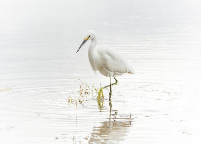 Snowy Greeting Card featuring the photograph Snowy Egret #84 by Tam Ryan