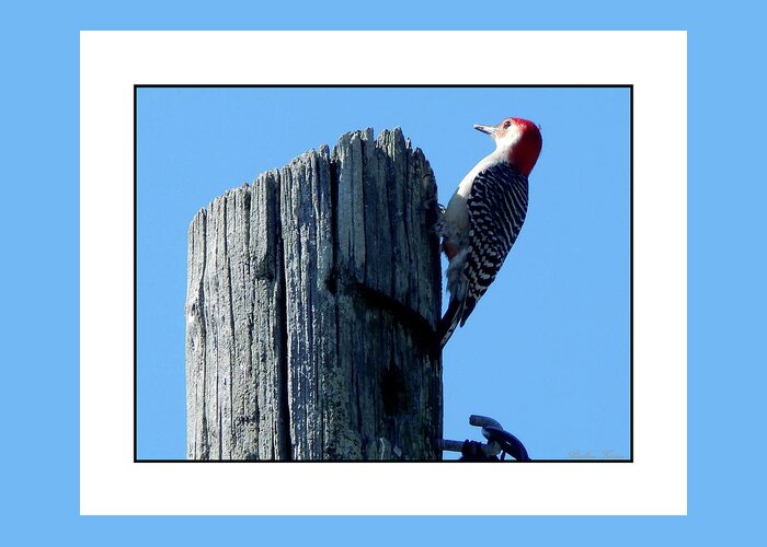 Barbara Tristan Greeting Card featuring the photograph #8668 Woodpecker #8668 by Barbara Tristan