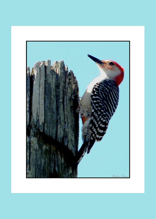 Barbara Tristan Greeting Card featuring the photograph #8670 Woodpecker #8670 by Barbara Tristan