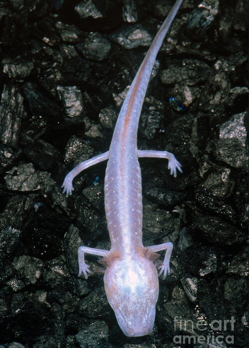 Fauna Greeting Card featuring the photograph Austin Blind Salamander #9 by Dante Fenolio