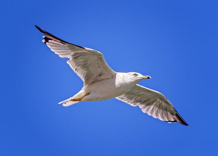Animal Greeting Card featuring the photograph Gull in flight #9 by Peter Lakomy