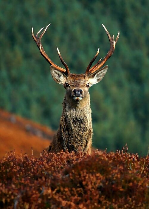 Red Deer Stag Greeting Card featuring the photograph Red deer stag #9 by Gavin Macrae