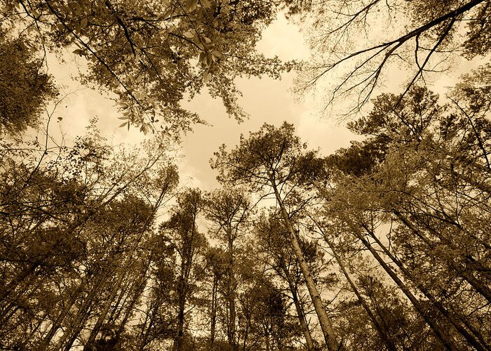 Trees Greeting Card featuring the photograph Scenic Forest Trees from East Texas Photograph Picture Fine Art #9 by M K Miller