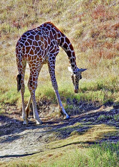 Giraffe Greeting Card featuring the photograph A Beautiful Giraffe by Kirsten Giving