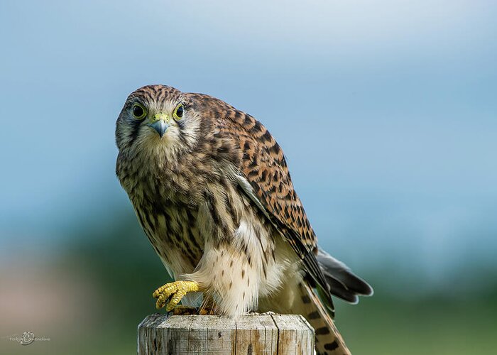 Kestrel Greeting Card featuring the photograph A beautiful young kestrel looking behind you by Torbjorn Swenelius