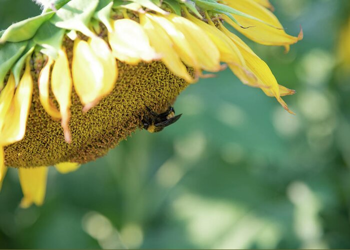 Field Greeting Card featuring the photograph A Bee in Pollen on a Big Sunflower by Anthony Doudt