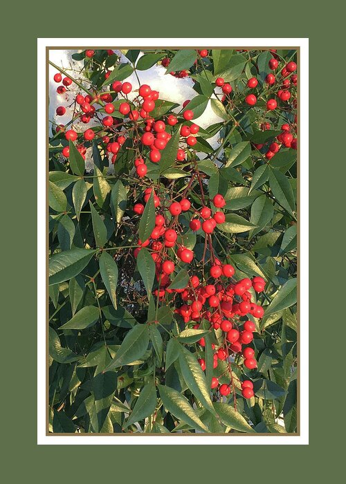 Christmas Greeting Card featuring the photograph A Berry Merry by Cheryl Goodberg