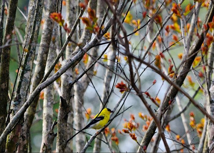 Birds Greeting Card featuring the photograph A Blue Winged Warbler by Eileen Brymer