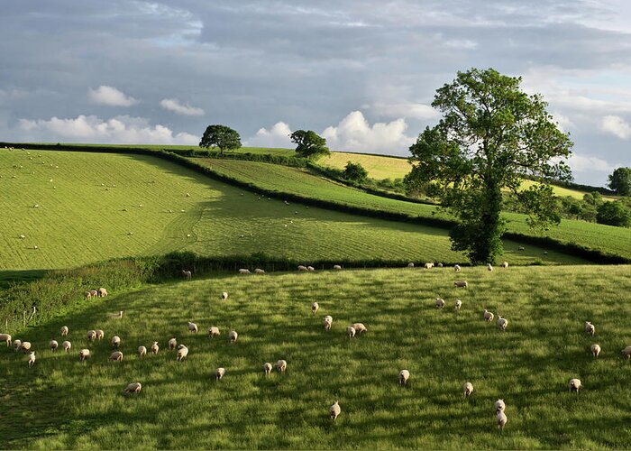 Bradninch Mid Devon Greeting Card featuring the photograph A bucolic evening by Pete Hemington
