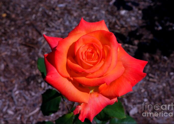 Rose Greeting Card featuring the photograph A burst of sunny beauty. by David Bishop