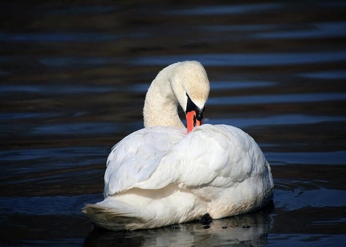 Swan Greeting Card featuring the photograph A Busy Swan by Karol Livote