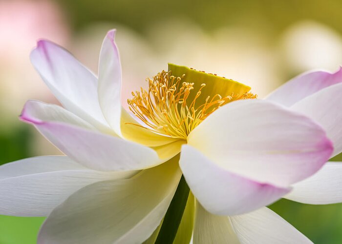 Lotus Greeting Card featuring the photograph A Celebration by Jeff Abrahamson