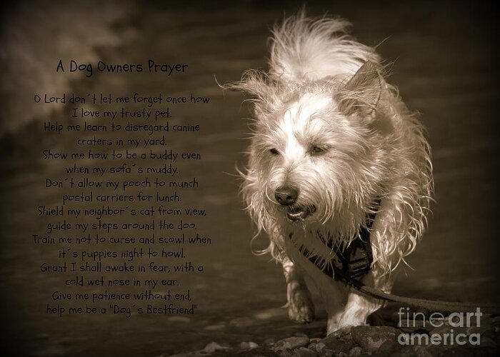 Dog Greeting Card featuring the photograph A Dog Owners Prayer by Clare Bevan