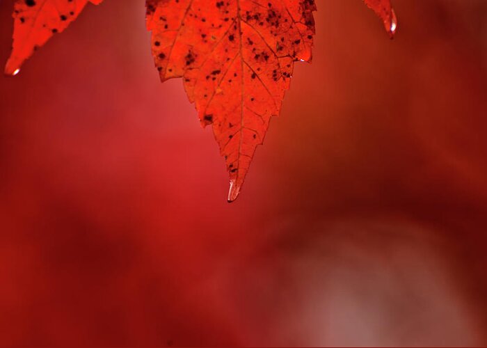 Autumn Greeting Card featuring the photograph A drop of Life by Venura Herath