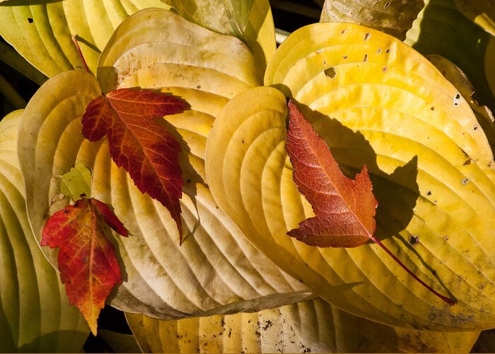 Maple Leaf Greeting Card featuring the photograph A Fall Contrast by Tom Potter