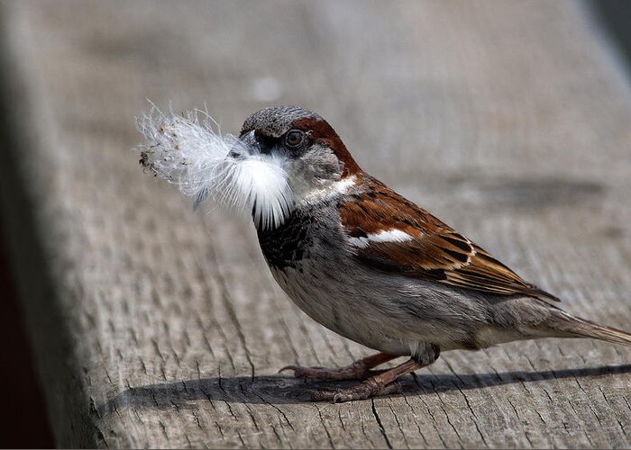 Sparrow Greeting Card featuring the photograph A Feather for the Nest by Gary Karlsen