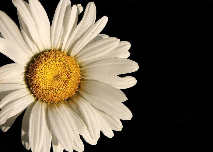 Beauty Greeting Card featuring the photograph A Flower Named Daisy by David Andersen