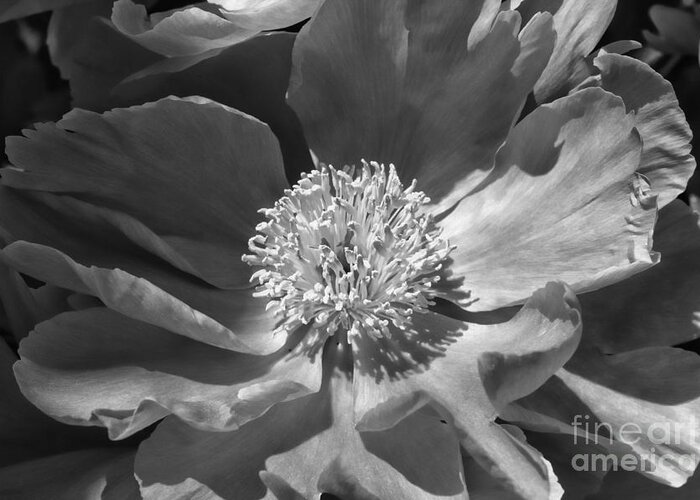  Black & White Greeting Card featuring the photograph A Flower Of The Heart by Marcia Lee Jones