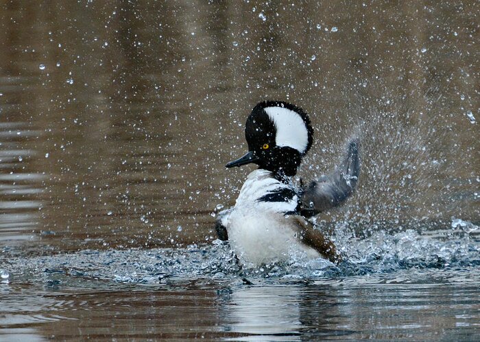 Hooded Merganser Greeting Card featuring the photograph A Flurry Of Feathers by Fraida Gutovich
