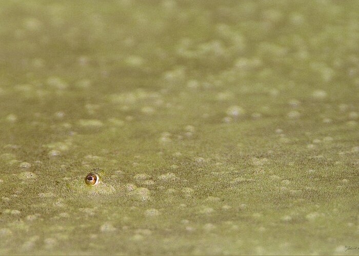 Amphibian Greeting Card featuring the photograph A Frogs Eye in Pond Muck by John Harmon