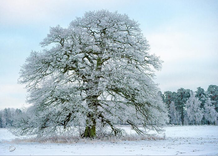 A Frosty Grand Old Oak Greeting Card featuring the photograph A Frosty Grand Old Oak by Torbjorn Swenelius