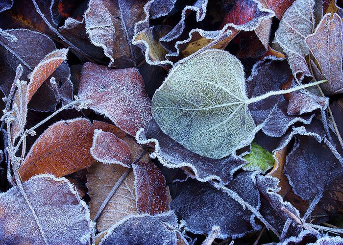 Leaves Greeting Card featuring the photograph A Frosty November Morning by Mike Eingle