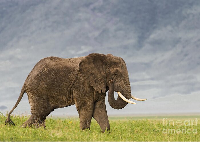 Sandra Bronstein Greeting Card featuring the photograph A Gentle Giant by Sandra Bronstein