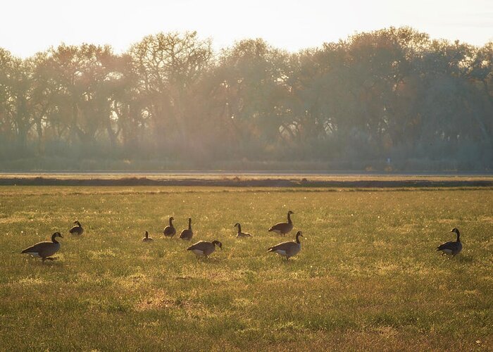 Geese Greeting Card featuring the photograph A Golden Dream of Geese by Mary Lee Dereske