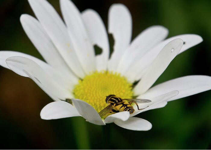 Nature Greeting Card featuring the photograph A Hoverfly and a Daisy by Elena Perelman
