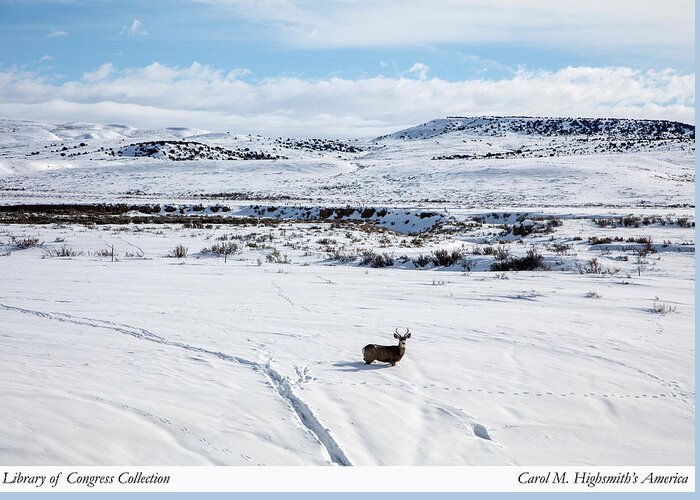 Carol M. Highsmith Greeting Card featuring the photograph A lone buck deer in Carbon County, Wyoming by Carol M Highsmith