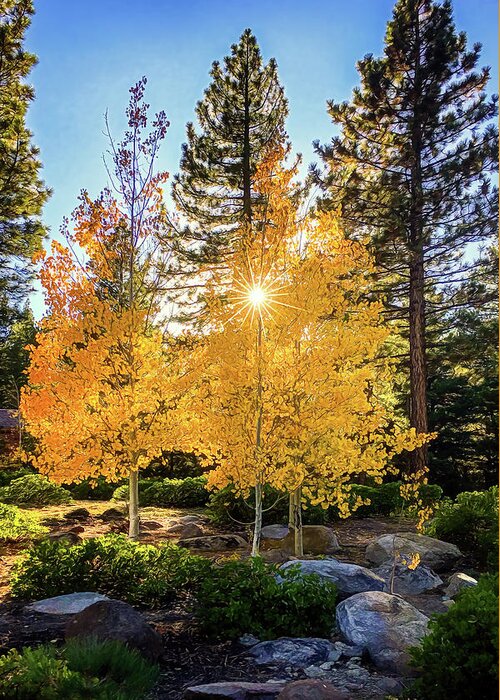 Autumn Greeting Card featuring the photograph Aspen Colors by Maria Coulson
