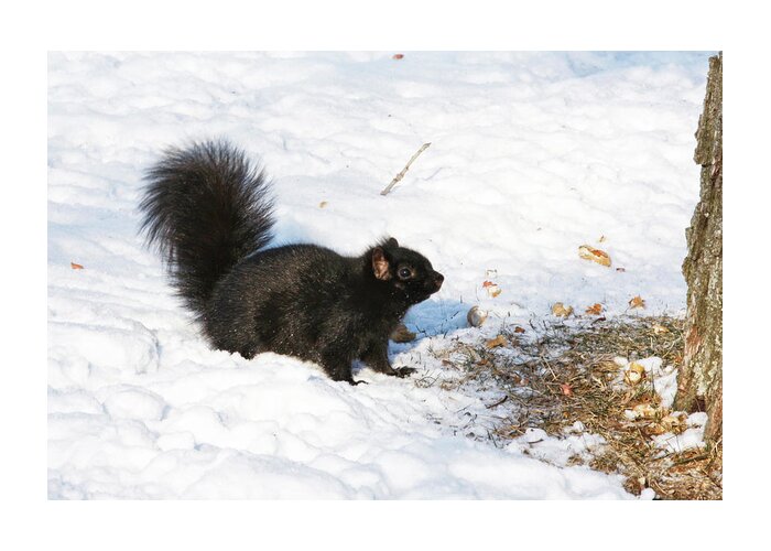 Squirrel Greeting Card featuring the photograph A moment of decision by Tatiana Travelways