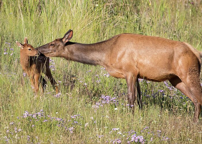 Elk Greeting Card featuring the photograph A Mother's Attention by Jack Bell