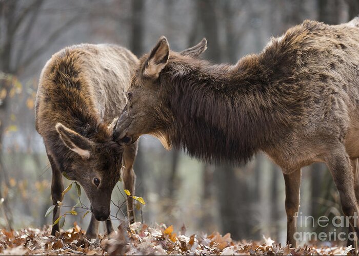 Elk Greeting Card featuring the photograph A Mother's Love by Andrea Silies
