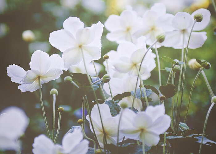 Photography; Ivy Ho; Angsanaseeds; Photograph; Flowers; Floral; Flora; Royal Garden; White Anemones Greeting Card featuring the photograph A New Day by Ivy Ho