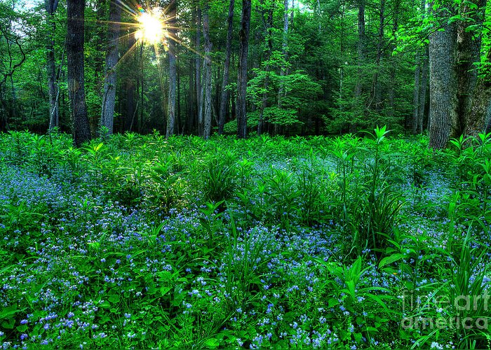 Blue Flowers Greeting Card featuring the photograph A New Morning Dawns by Michael Eingle