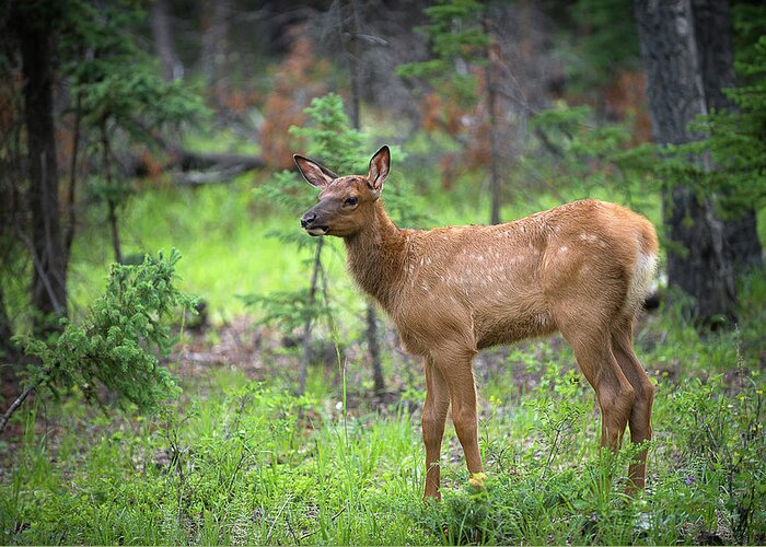 Elk Greeting Card featuring the photograph A Newborn Elk by Bill Cubitt