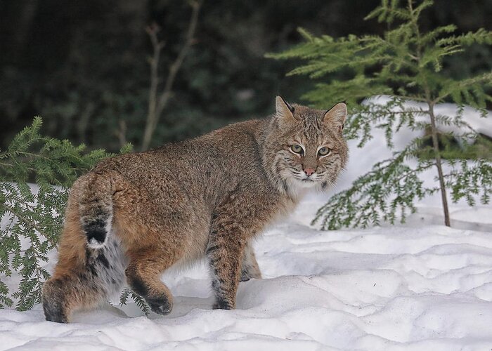 Bobcat Greeting Card featuring the photograph A Nice Look Back by Duane Cross