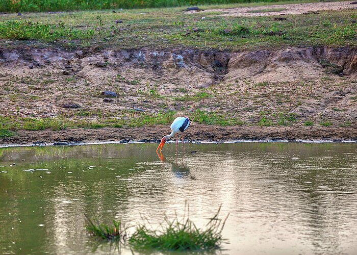 Adventure Greeting Card featuring the photograph a painted stork is fishing in a pond in the Yala Nationalpark by Gina Koch