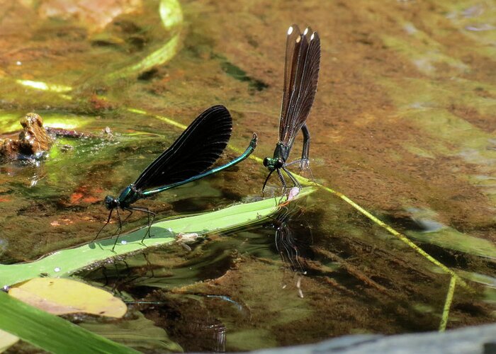 Damselfly Greeting Card featuring the photograph A pair alight by Azthet Photography