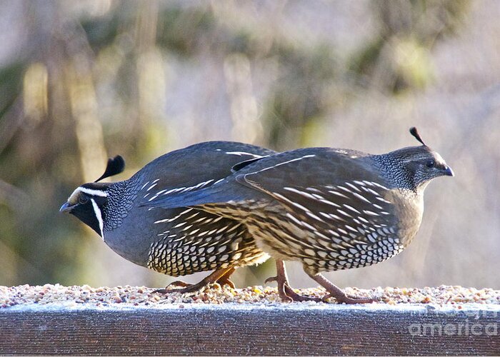 Photography Greeting Card featuring the photograph A Pair of Quail by Sean Griffin