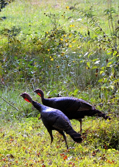 Wild Turkeys Greeting Card featuring the photograph A Pair of Wild Turkeys by Carla Parris