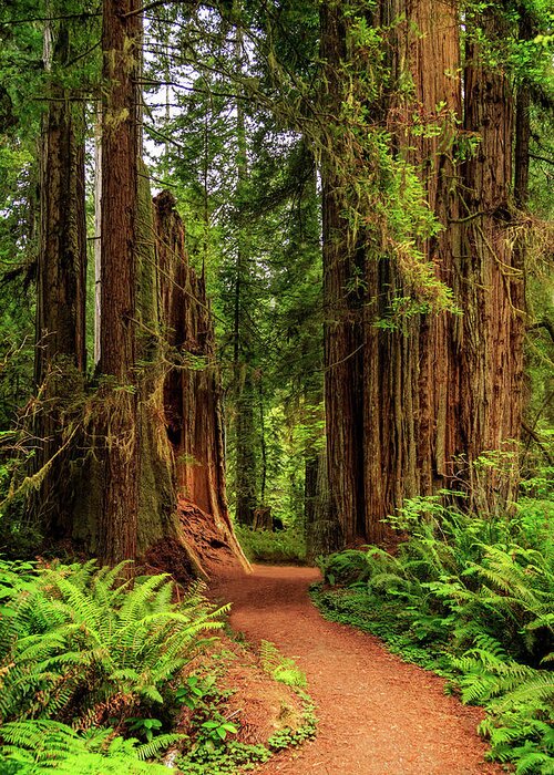 Path Greeting Card featuring the photograph A Path Through The Redwoods by James Eddy