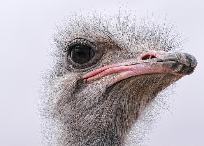 Ostrich Greeting Card featuring the photograph A Penny For Your Thoughts by Becky Titus