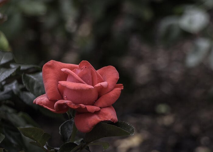 Rose Greeting Card featuring the photograph A Red Beauty by Ed Clark