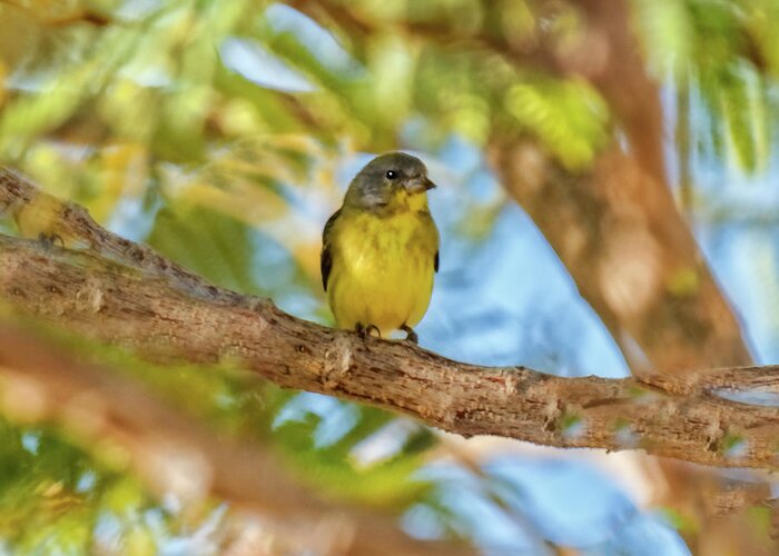  Yellow Greeting Card featuring the photograph A Resting Lesser Goldfinch by Robert Bales