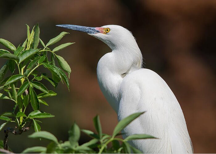 Wildlife Greeting Card featuring the photograph A Resting Snowy Egret by Kenneth Albin