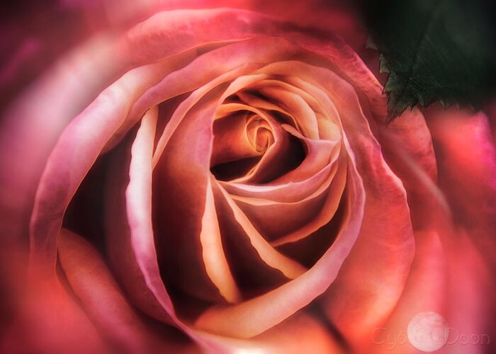  Greeting Card featuring the photograph A Rose Is.. by Cybele Moon